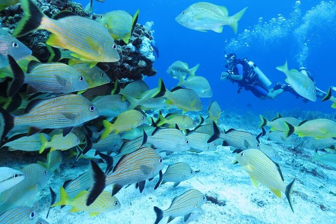 2 Tank Dive (for certified divers) - Coral, canyons, and likely wildlife