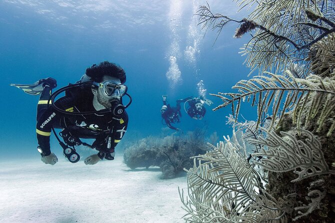 2 Tank Dive (for certified divers) - Timing, fitness, and weather