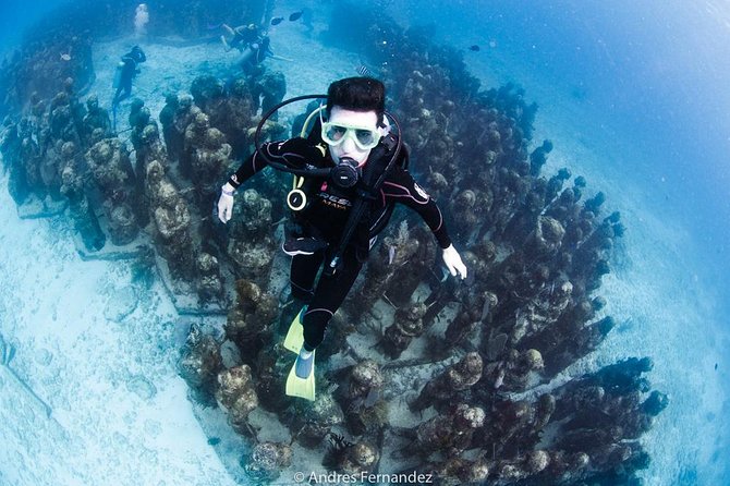 2 Tank Dives MUSA and Manchones reef (Certified divers) - Why MUSA makes this Isla Mujeres outing different