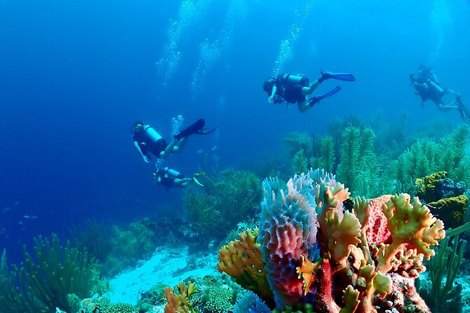 2 Tank Guided Dive half-day - Two Curacao Reefs Before Lunch