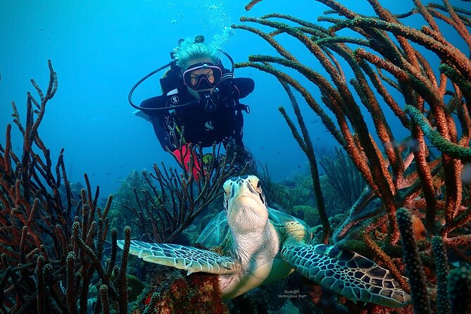2 Tank Guided Dive half-day - La Palapa Is the Turtle Choice