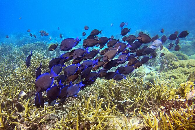 2 tank guided dive House Reef (Pierbaai Reef and Car Pile) - What your four-hour morning looks like