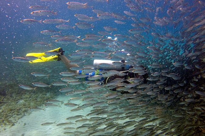 2 tank guided dive House Reef (Pierbaai Reef and Car Pile) - Car Pile: the second stop adds variety