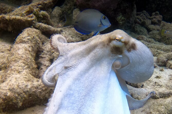 2 tank guided dive House Reef (Pierbaai Reef and Car Pile) - Who should book this Curaçao outing