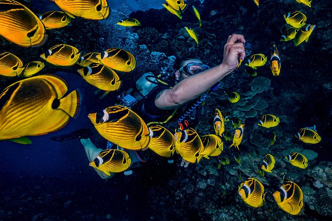 2 Tank Lanai Cathedral Scuba Dive Via Boat for Certified Divers - Why Lanai’s Cathedrals are worth the boat ride