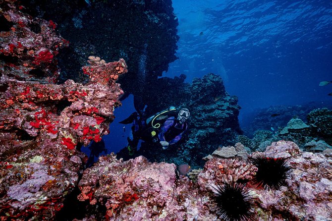 2 Tank Lanai Cathedral Scuba Dive Via Boat for Certified Divers - Guides, safety, and the group experience
