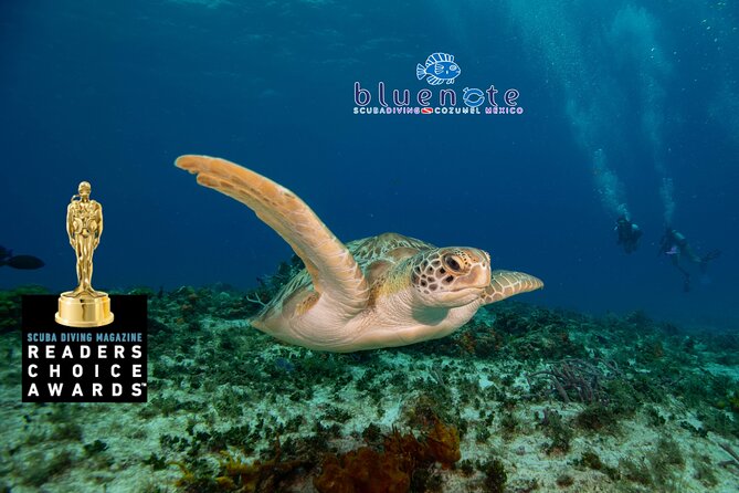 2 Tank Morning Dive: Scuba Diving in Cozumel - Why Cozumel works so well for drift scuba