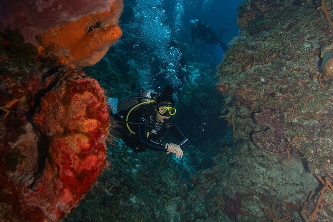 2 Tank Morning Dive: Scuba Diving in Cozumel - Guides, equipment, and safety