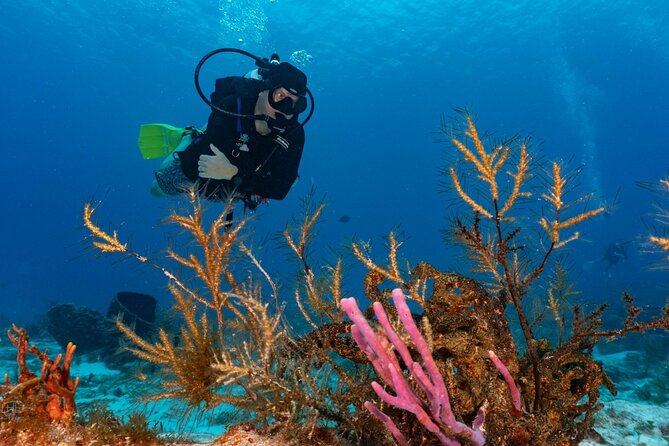 2 Tank Morning Dive: Scuba Diving in Cozumel - What $160 includes, and what it does not