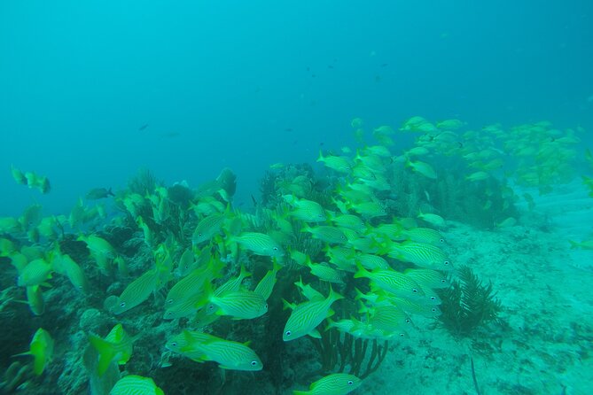 2 Tank Reef Dive in Mexico - The first 45-minute reef session