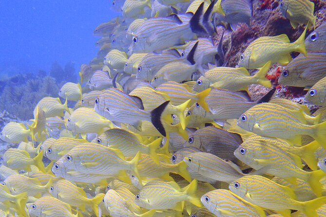 2 Tank Reef Dive in Mexico - The five-minute surface interval