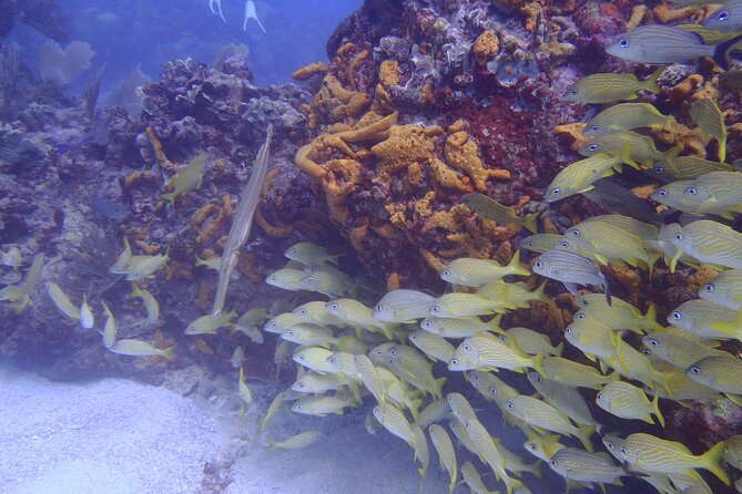 2 Tank Reef Dive in Mexico - The second reef site