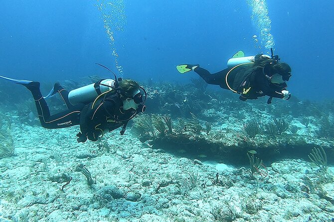 2 Tank Reef Dive in Mexico - Morning or afternoon: choose with care