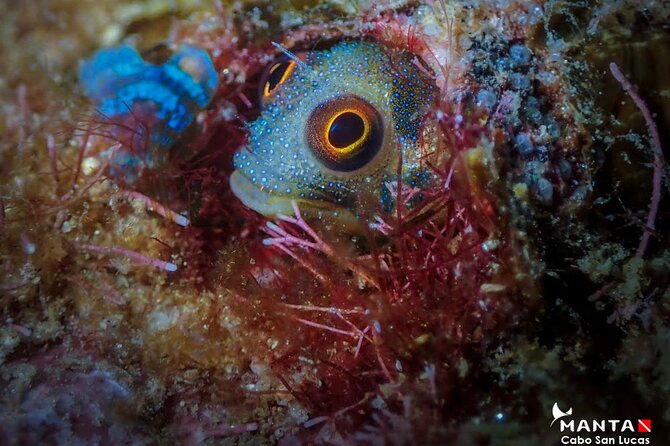 2-Tank Scuba Dive in Cabo San Lucas Reserve for Certified Divers - What you might see on the second tank
