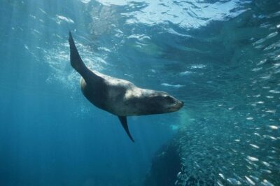 2-Tank Scuba Dive in Cabo San Lucas Reserve for Certified Divers