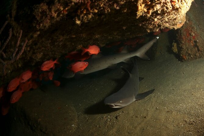 2-Tank Scuba Dive in Cabo San Lucas Reserve for Certified Divers - How the guides shape the experience