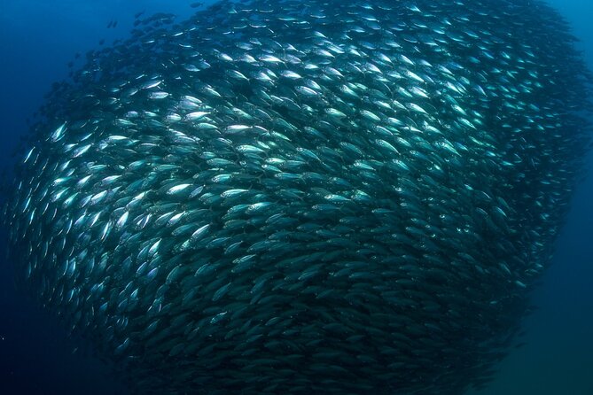 2-Tank Scuba Dive in Cabo San Lucas Reserve for Certified Divers - Gear, comfort, and physical demands