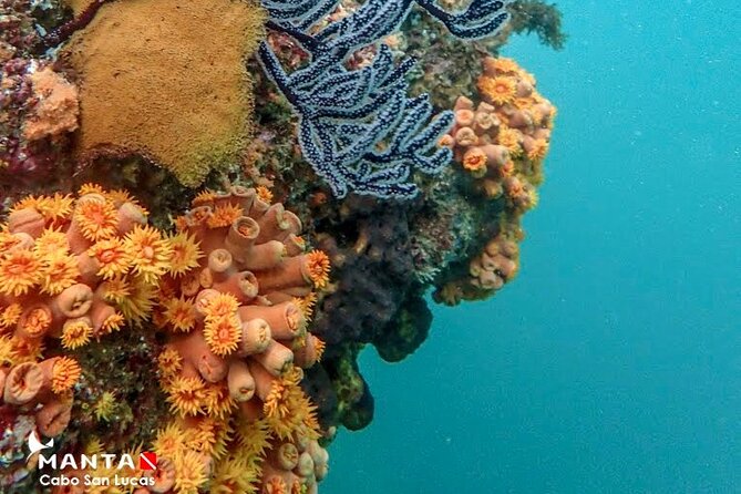 2-Tank Scuba Dive in Cabo San Lucas Reserve for Certified Divers - Is $138 a fair price?
