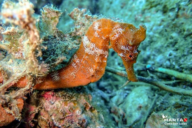 2-Tank Scuba Dive in Cabo San Lucas Reserve for Certified Divers - Who should book this Cabo scuba trip?