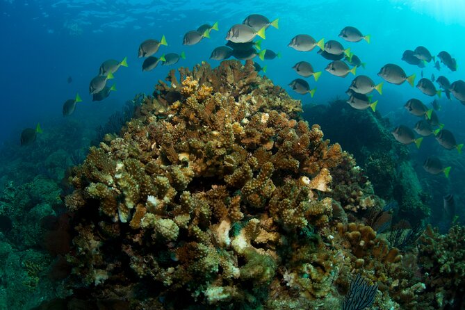 2-Tank Scuba in Marine Reserve and Corridor for Certified Divers - What the $165 price really includes