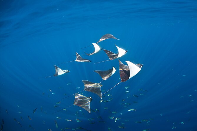 2-Tank Scuba in Marine Reserve and Corridor for Certified Divers - The Cabo shoreline sights on the return