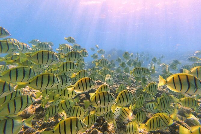 2 Tank Shore Dive at Sea Turtle Cove - Two sessions, 35 to 55 minutes each