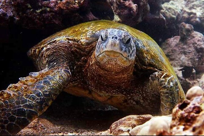 2 Tank Shore Dive at Sea Turtle Cove - Judging the value of the package