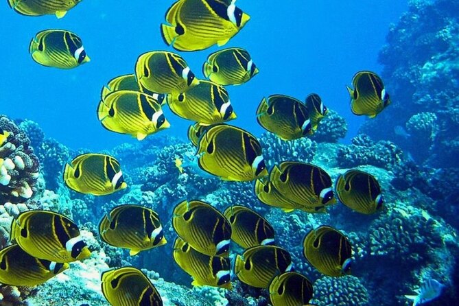 2 Tank Shore Dive at Sea Turtle Cove - Reaching Hilo’s reef sites