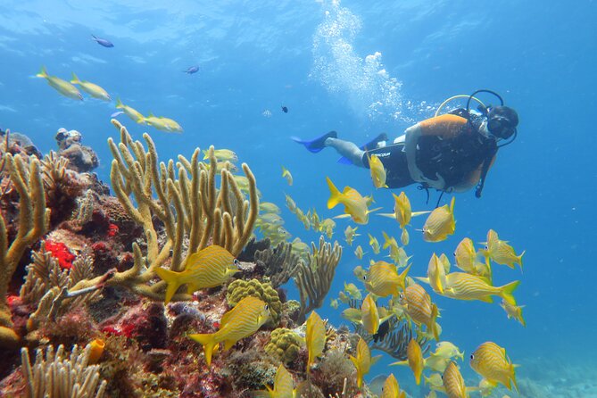 2 Tanks Dives Cancun Underwater Museum for Certified Divers - What the small group size changes