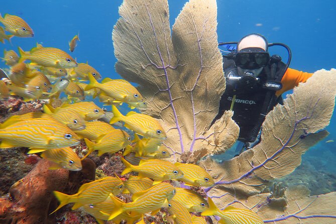 2 Tanks Dives Cancun Underwater Museum for Certified Divers - Safety, certification, and health rules