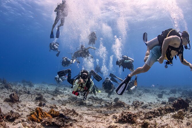 2 Tanks dives for Certified Divers in Cozumel - Key points to know before booking