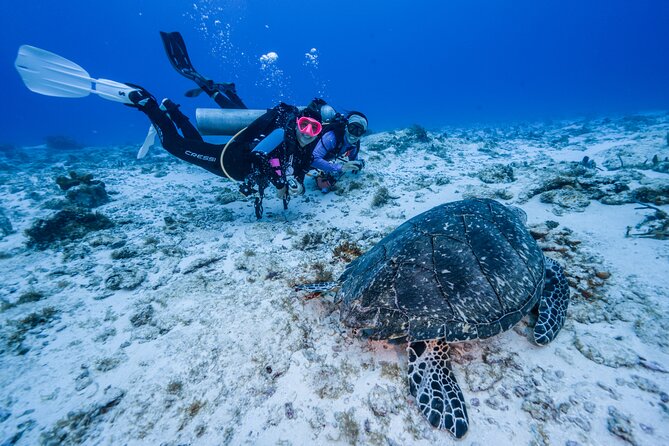 2 Tanks dives for Certified Divers in Cozumel - Why Cozumel’s reefs are worth your morning