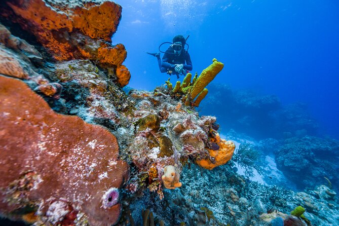 2 Tanks dives for Certified Divers in Cozumel - The first session at Palancar Reef