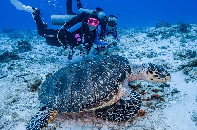 2 Tanks dives for Certified Divers in Cozumel - Who should book this Cozumel outing