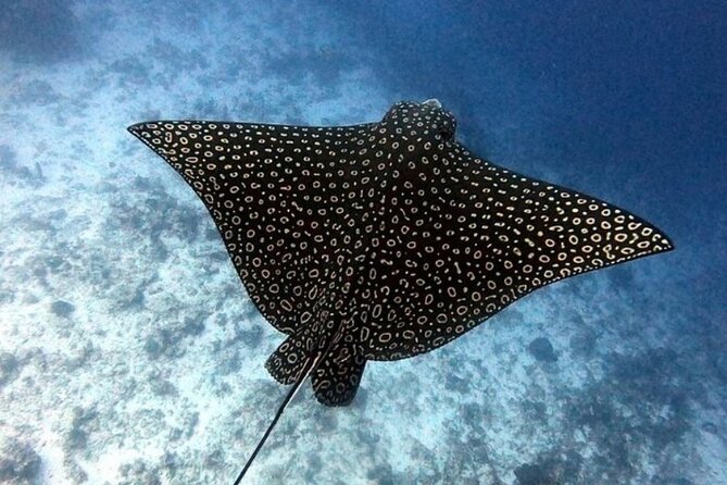 2 tanks for certified divers - Two reef visits, chosen for the day’s conditions