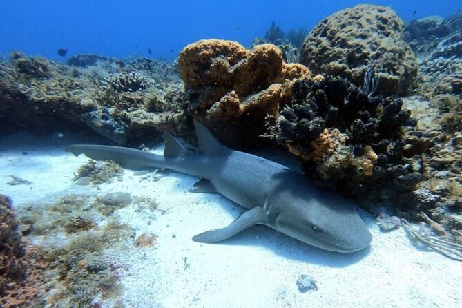 2 tanks for certified divers - Price, value, and what you are really paying for