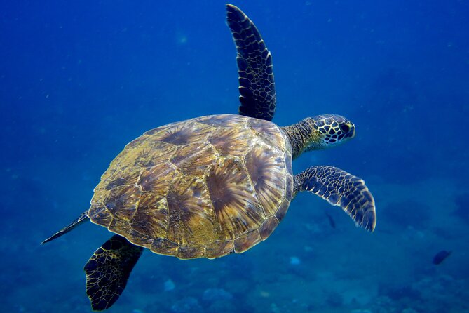 2 Tanks Scuba Dive Kaua'i from a Boat - Equipment included, with less packing