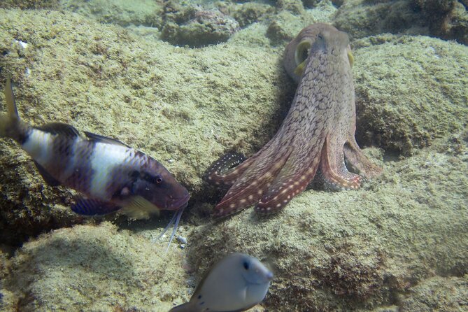 2 Tanks Scuba Dive Kaua'i from a Boat - Booking, weather, and cancellation details