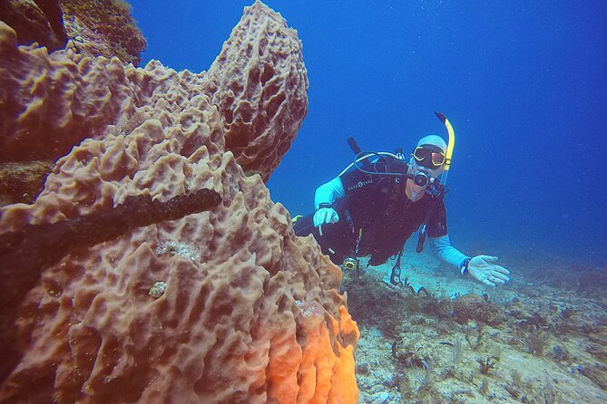 2 Tanks Scuba Diving in Punta Cancun Reefs for Certified Divers - What you might see beneath Punta Cancun