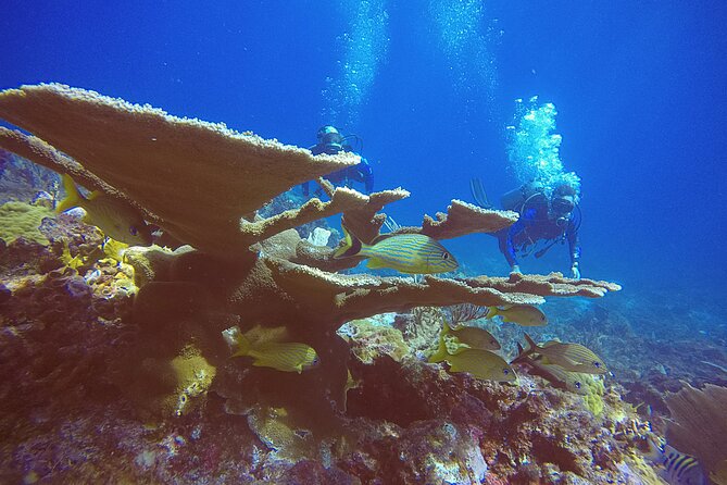 2 Tanks Scuba Diving in Punta Cancun Reefs for Certified Divers - Is $159 a fair price?