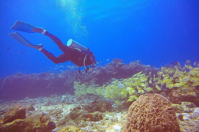 2 Tanks Scuba Diving in Punta Cancun Reefs for Certified Divers - Timing matters more than it first appears