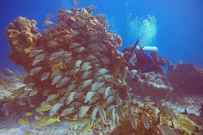 2 Tanks Scuba Diving in Punta Cancun Reefs for Certified Divers - Marin, Carolina, and the advantage of a small crew