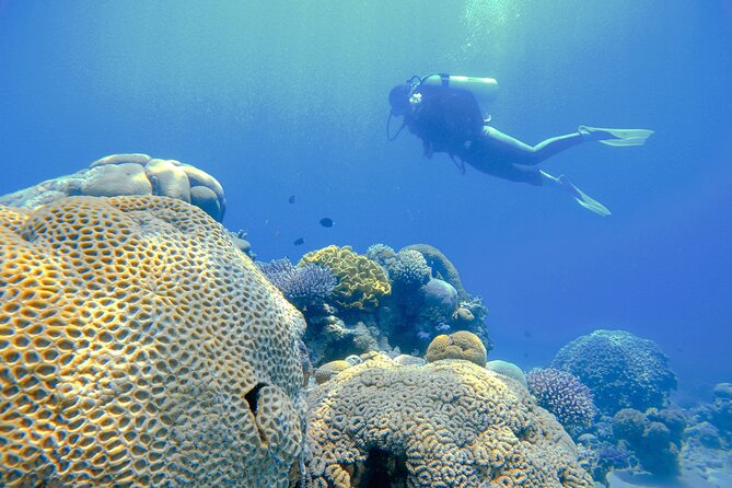 3-Day Open Water Scuba Diving Course in Aqaba - The Red Sea Experience Beyond the Lessons