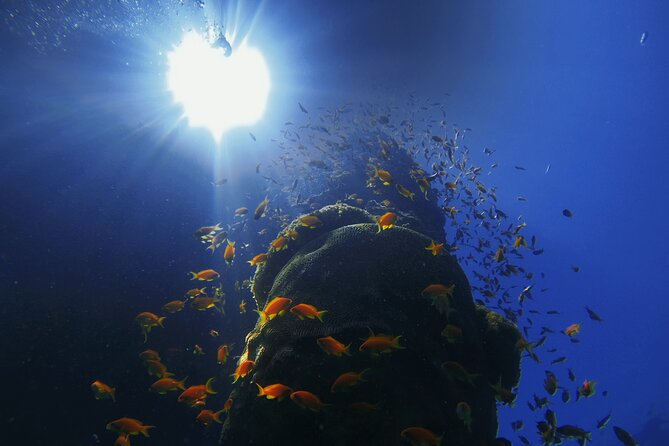 3-Day Open Water Scuba Diving Course in Aqaba - Who Will Enjoy This Course Most?