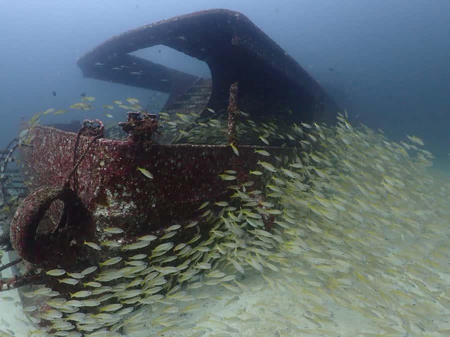3 Fun Dives for Certified diver at Racha Yai/Noi - Why the four-person limit matters