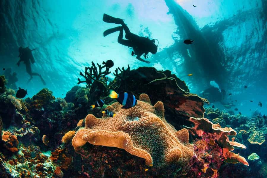 3 Fun Dives for Certified diver at Racha Yai/Noi - What the $176 price really covers
