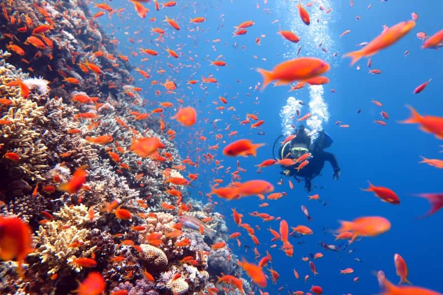 3 Fun Dives for Certified Diver Phi Phi islands &Shark Point - Who should book this experience
