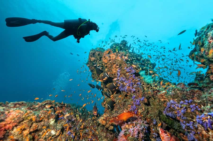 3 Fun Dives for Certified Diver Phi Phi islands &Shark Point - The second Phi Phi session and the midday break
