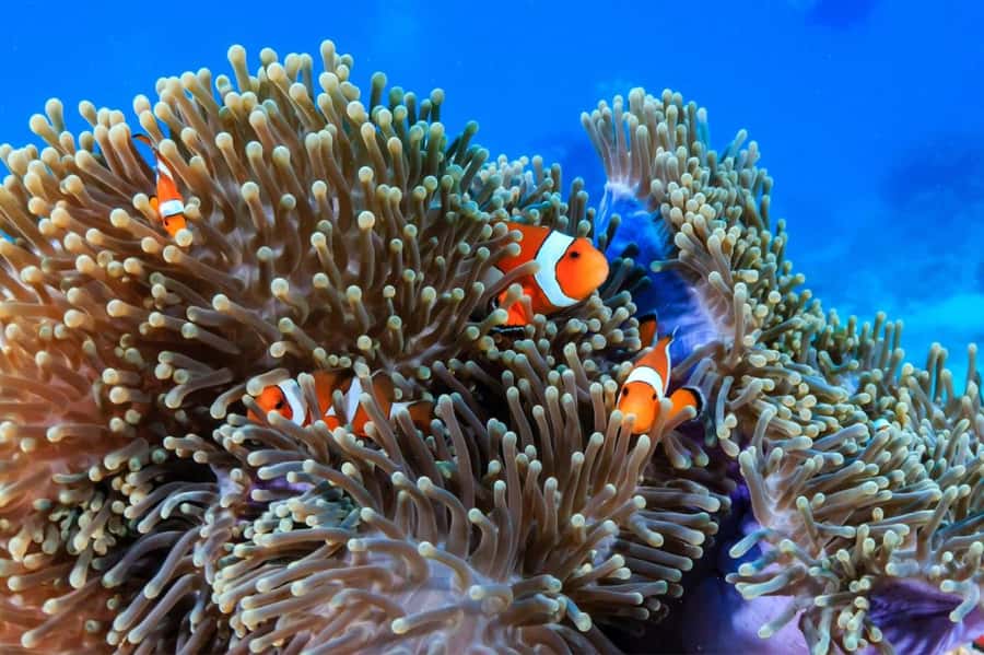 3 Fun Dives for Certified Diver Phi Phi islands &Shark Point - What the 10-hour day feels like