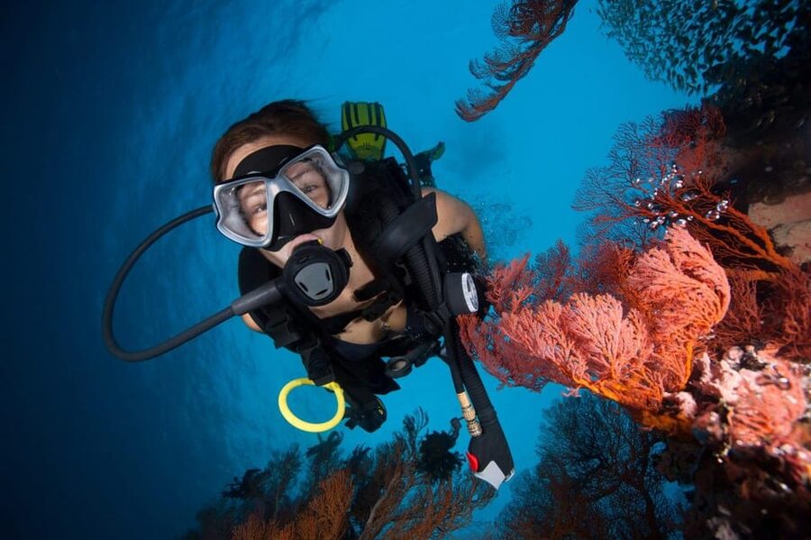 3 Fun Dives for Certified Diver Phi Phi islands &Shark Point - Safety, certification, and practical limits